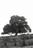 Willow Tree, Yering